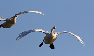 [K-Geography] Whooper swans landing on