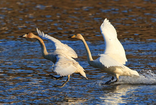 [K-Geography] Whooper swans landing on