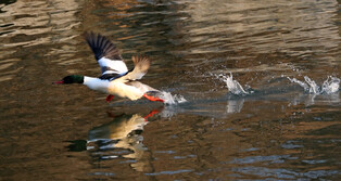 [K-Geography] Flying goosander