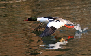 [K-Geography] Flying goosander