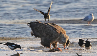 [K-Geography] White-tailed eagle surrounded by Magpies