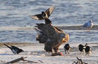 [K-Geography] Magpies attacks a white-tailed eagle