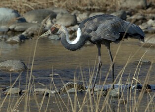 [K-Geography] Young white-naped crane spending winter alone