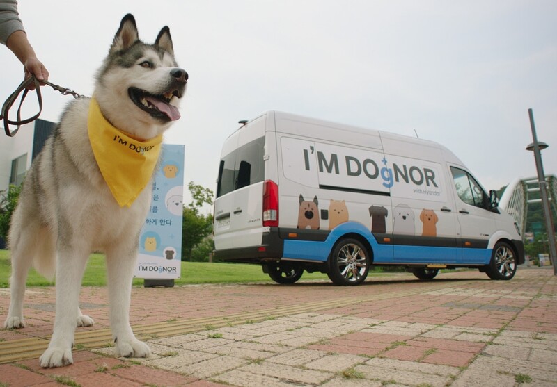 현대차 반려견 헌혈 캠페인서 200마리 수혈용 혈액 확보