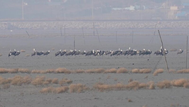 신안 지도 갯벌서 국제보호종 흑두루미 52개체 관찰