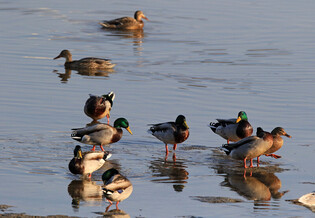 [K-Geography] resting Mallards