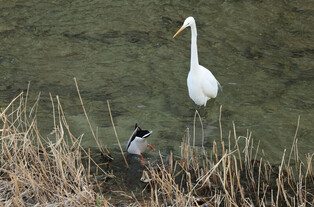 [K-Geography] Heron and Mallard