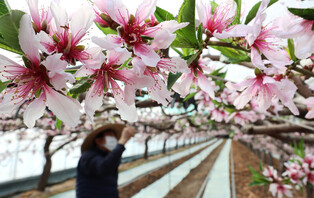 [K-Geography] Greenhouse peach flowers bloom