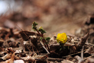 [K-Geography] Harbinger of spring CR