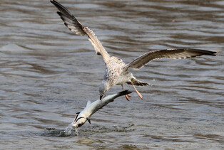 [K-Geography]  Seagull hunting mullet