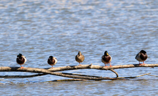 [K-Geography] Mallards enjoying warm sunlight