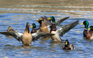 [K-Geography] Mallards having bath