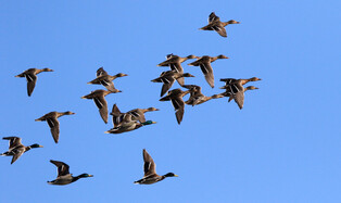 [K-Geography] Flying Mallards
