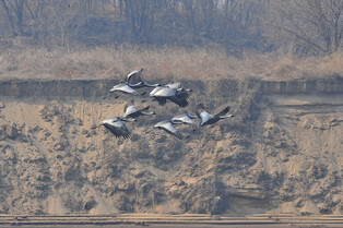 [K-Geography] White-naped cranes coming back