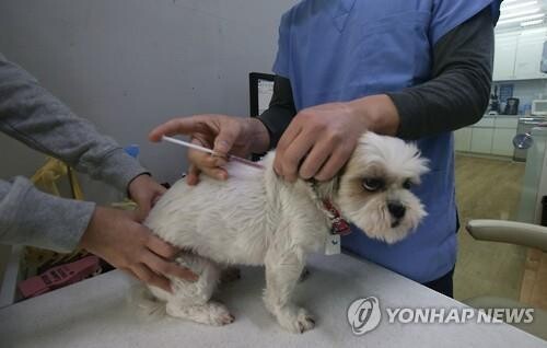 대구시, 반려견 광견병 예방접종…접종비 일부 지원