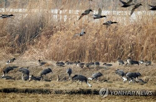 [픽! 세종] 장남들판 찾은 멸종위기종 흑두루미