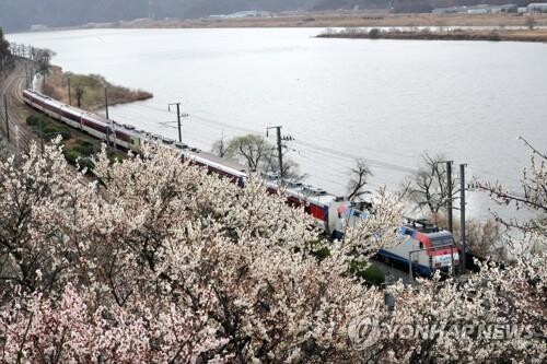 "내년에 만나요"…양산 원동매화 축제 3년째 취소