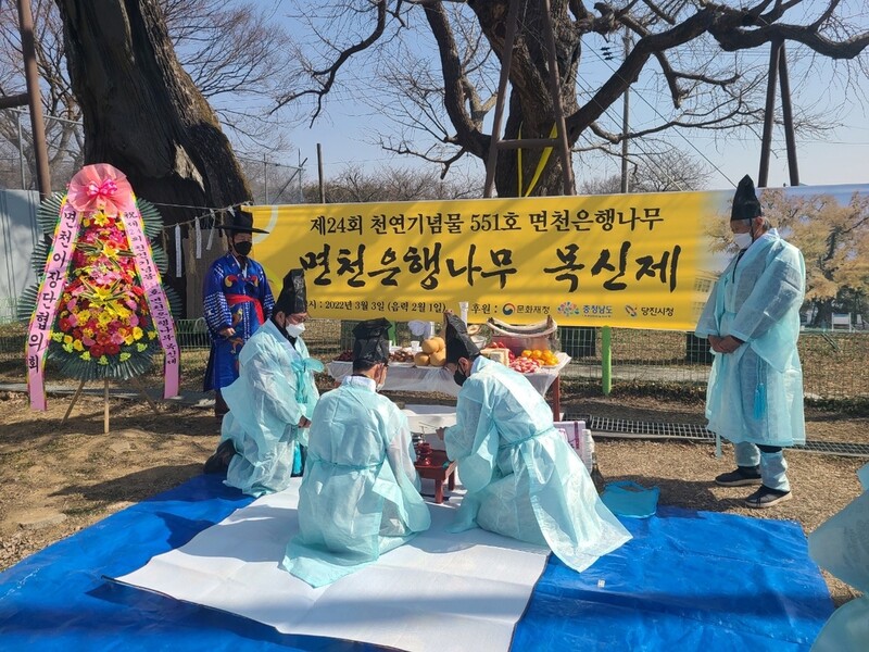 [픽! 당진] 복지겸 딸 효심 깃든 면천 은행나무 목신제