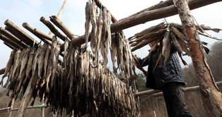 [K-Geography] Drying Pollock for 'hwangtae'