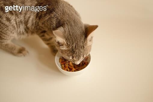 반려묘 '냥이'가 먹은 사료에 멸종위기 상어 살이 섞여 있었다