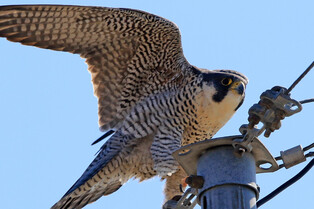 [K-Geography] hawk looking for prey