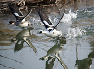 [K-Geography] Flying smew