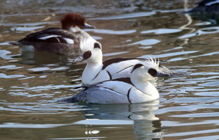 [K-Geography] Swimming smews