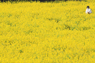 [K-Geography] Rape flowers in full bloom