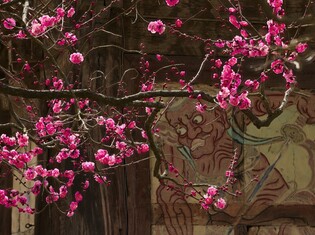 [K-Geography] Red plum trees in full bloom