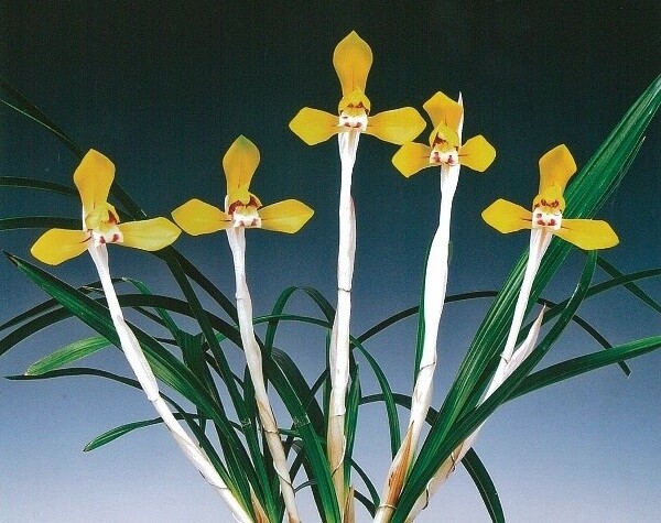 주말 보령서 '2022 한국 난 대전'…작품 1천여 점 전시