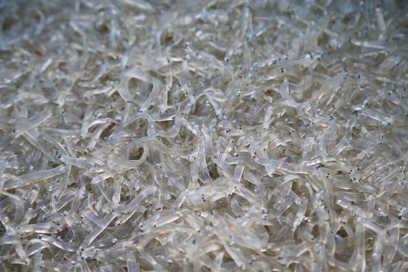 당진 장고항서 봄철 미각 돋우는 '실치' 잡이 시작