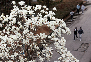 [K-Geography] Magnolia blooms