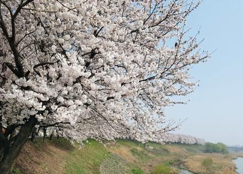 코로나19 확산에 올해 세종 조치원봄꽃축제 취소