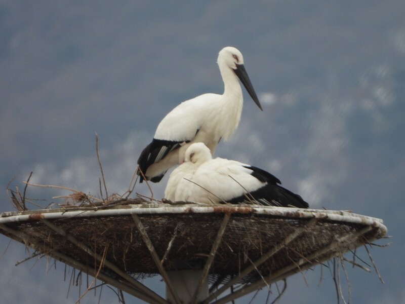 황새, 주민 곁에서 둥지 틀며 텃새화…예산 황새복원사업 결실