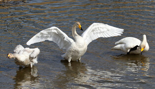 [K-Geography] Whooper swans flapping wings