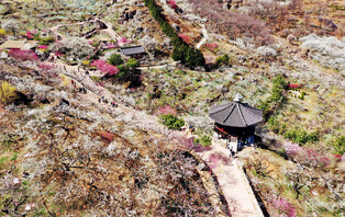[K-Geography] Gwangyang's Maehwa Village