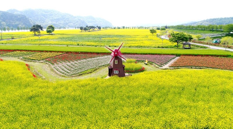 100만명 넘게 찾는 창녕낙동강유채축제 3년째 취소