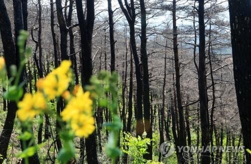 강원도관광재단 '야생화 꽃이 피었습니다' 인증 챌린지
