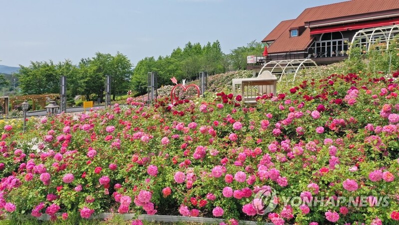수만 송이 장미꽃…"5월 임실 치즈테마파크서 만나보세요"