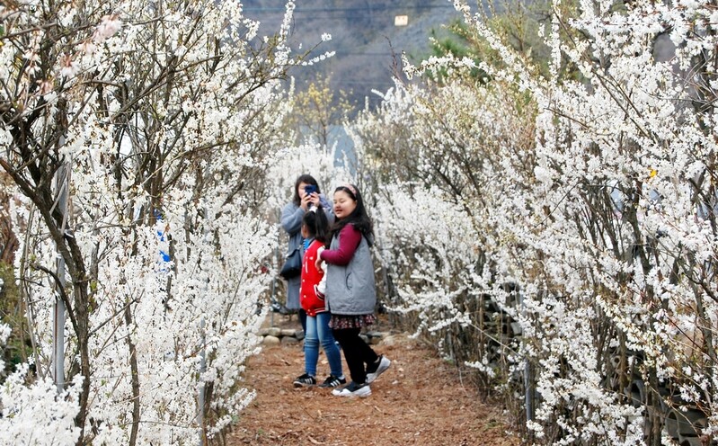 '코로나 여파' 괴산 미선나무꽃 축제 취소…전시회로 대체