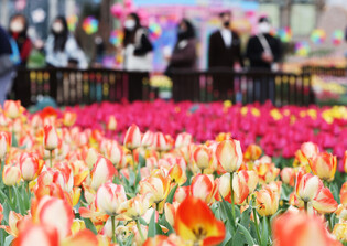 [K-Geography]  Everland Tulip Festival opens
