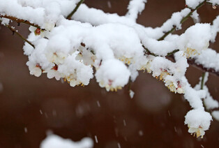 [K-Geography] Blossoms in snow