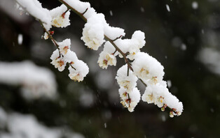 [K-Geography] Winter in spring