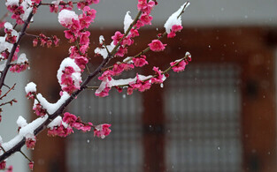 [K-Geography] Red plum blossoms in snow