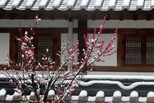 [K-Geography] Red plum blossoms in snow