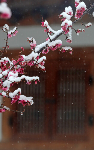[K-Geography] Red plum blossoms in snow