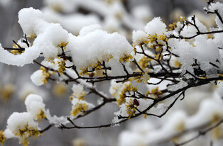 [K-Geography] Cherry blossoms in snow