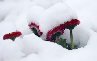 [K-Geography] Spring flowers in snow