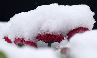 [K-Geography] Spring flowers in snow