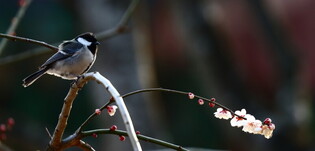 [K-Geography] Pensive Great tit